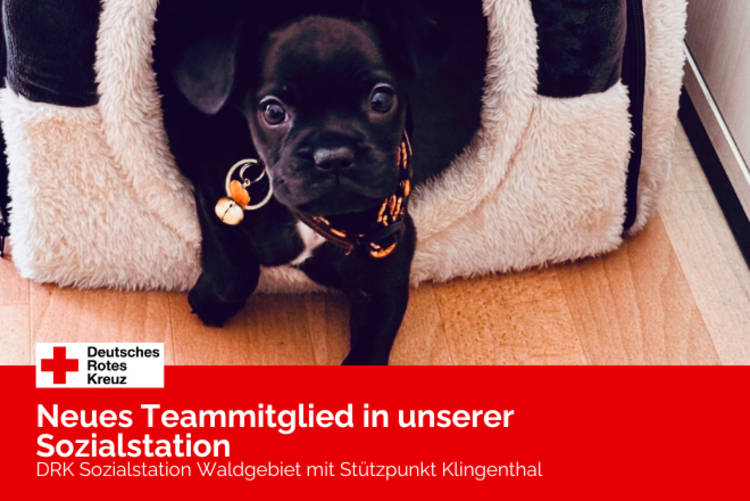 Hundewelpe Rocky liegt vor seinem Schlafplatz. Er ist eine schwarze kleine französische Bulldogge.