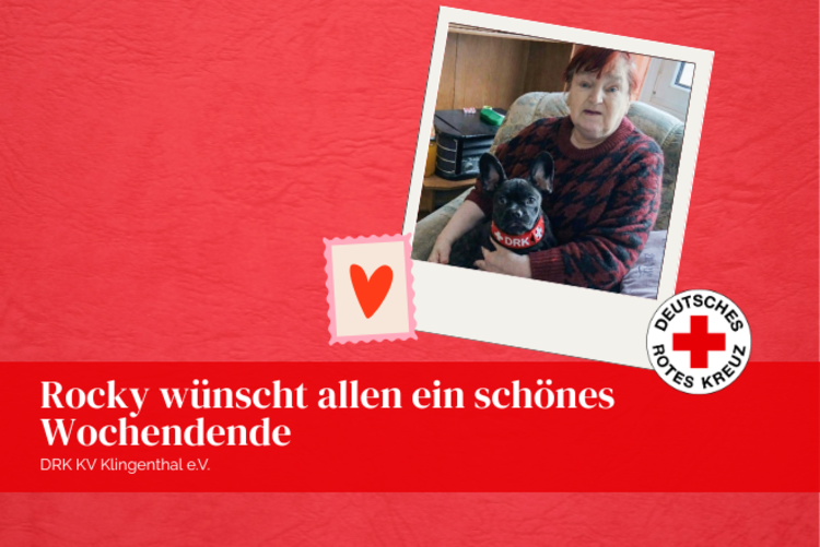 Eine Seniorin unserer Sozialstation sitzt auf ihrem Sessel und hält unseren süßen Rocky (franz. Bulldoge) auf dem Arm. Rocky trägt ein DRK Halsband.